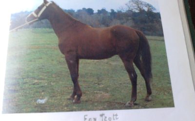 Fox Trott a.a. 50%