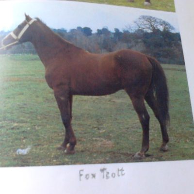 Fox Trott a.a. 50%