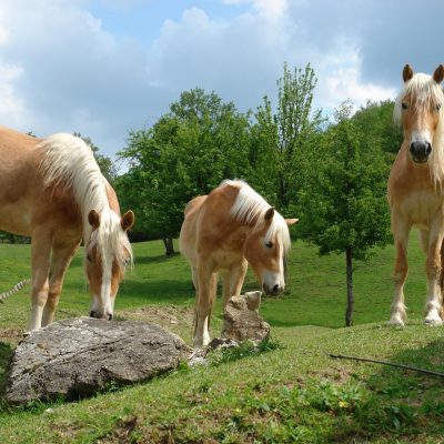 Haflinger2