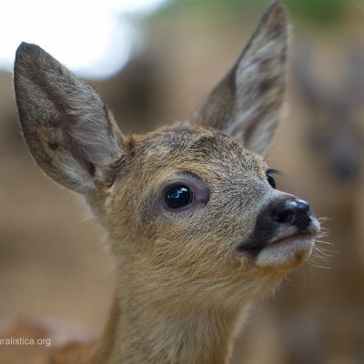 Foto di Paolo Taranto